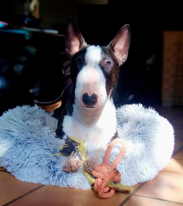 Des Warriors De L'ange Breizh - Chiot disponible  - Bull Terrier Miniature