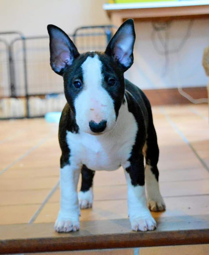 Des Warriors De L'ange Breizh - Bull Terrier Miniature - Portée née le 03/12/2023